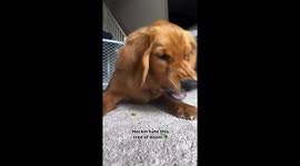 Golden Retriever Reluctantly Eats Broccoli