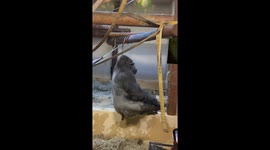 Gorilla’s bathroom break caught on camera