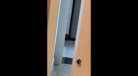 A play hide and seek so owner can play with cat and enjoy th day