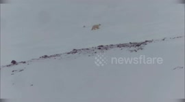 Norway: Polar Bear Cubs’ First Steps Caught on Camera in Groundbreaking Study