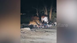 Cows and deers seen eating plastic waste in India