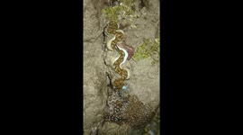 Giant clam squirts water as forager tries to pry it open