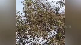 Hawk gets tangled in kite strings before being rescued in India