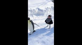 Toddler walks alongside penguins in China