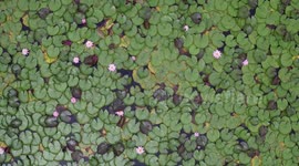 Warter Lily