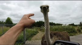 Ostrich attacks visitors at drive through safari