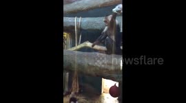 Monkey 'beats up' newspaper
