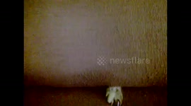 Cat attacks owner from inside a sofa