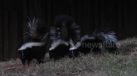 Skunk Family