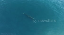 Bryde's Whale