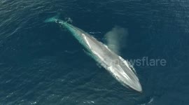 Giant blue whale dwarfs boat