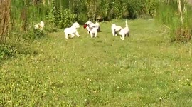 Copy of Pack Of Labrador Puppies One With A Backpack!!