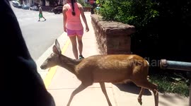 Fearless deer wanders through busy park in Colorado, USA