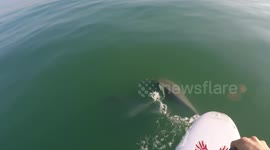 Playful dolphins approach paddleboarder
