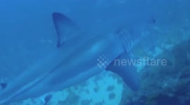 Close-up footage of a great white shark