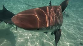 Close encounter  with bull sharks