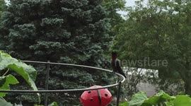 Rare footage of a hummingbird relaxing