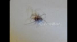 Close up of False Widow Spider