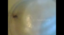 False widow Spider