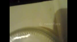 False Widow runs fast
