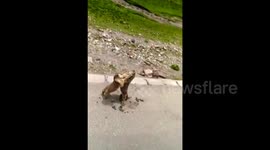 Driver films marmots fighting on the side of a road