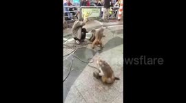 Monkeys try to beat up their owner after he threatens them with a knife