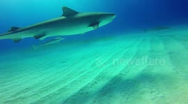 Absolutely beautiful HD footage of tiger sharks off the coast of the Bahamas
