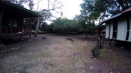 Komodo Dragons in Indonesia
