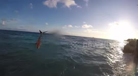 Boys club sharks in French Polynesia
