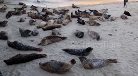 Seals and sea lions chill on California beach