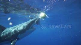 Stunning close-up footage of great white sharks feeding underwater