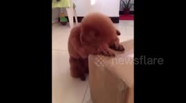 Poodle can pray like human before eating