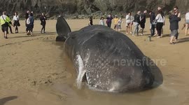 Sperm Whale stranded on Perranporth Beach