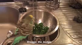 Splish splash Reggie
