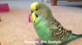 Budgie wooing his girlfriend