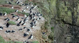 Welsh puffin colony thrives due to perfect weather conditions