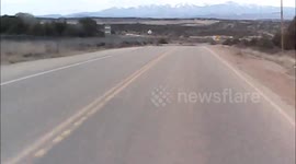 Dash Cam Deer