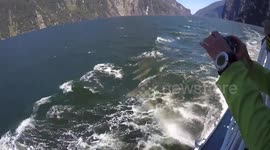 Bottlenose Dolphins surfing in Milford Sound