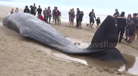 Stranded sperm whale washes up on Cornish beach