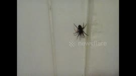 Spider on Wall