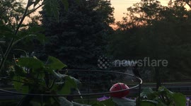 Extended rare footage of a male hummingbird resting in the garden