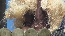 Orangutan knows exactly how to cool down on a hot day at the zoo
