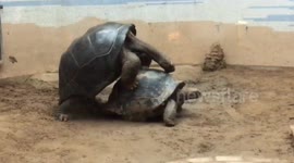 Galapagos tortoises start mating in front of crowd at Beijing Zoo