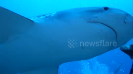 Divers hug and play with sharks off the coast of Florida, USA