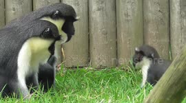 Mother has no time for bouncy baby monkey