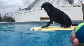 Adorable bodyboarding labrador finds ball hidden under her bodyboard