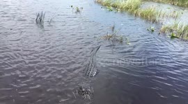 Curious alligator investigates hovercraft in the Everglades