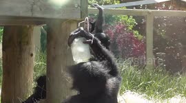 Bonobo tries to cool down on a hot day with a carton of water