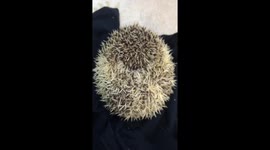 How to give medicine to a hedgehog