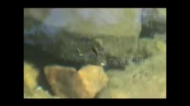 Water Strider (Gerridae)